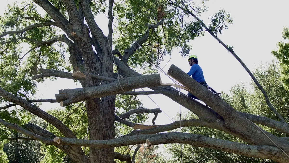 Professional Crown Thinning performed by certified arborists in Knapp