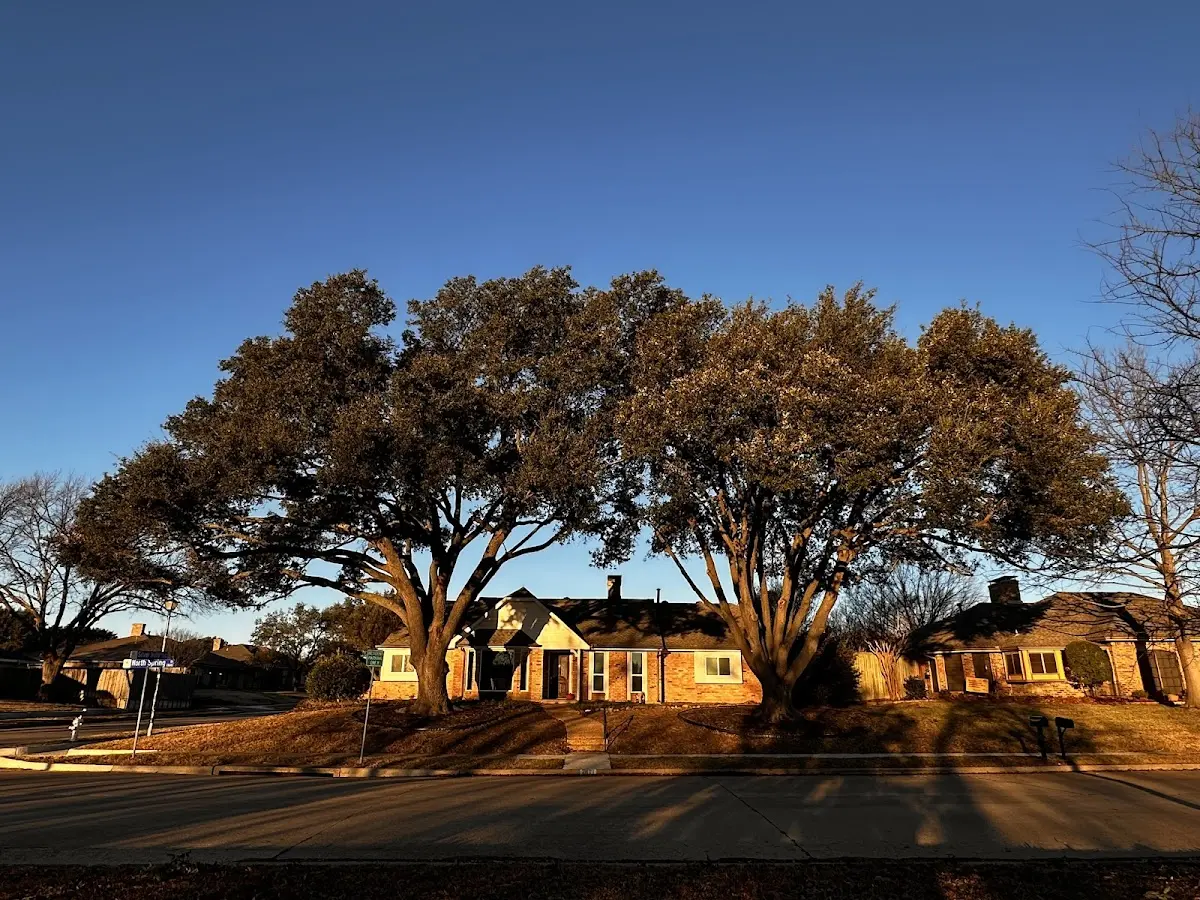 Established residential canopy tree shading a home in Knapp